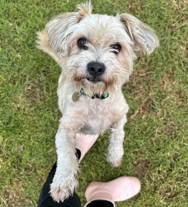 Enlarge Gabe, a Adoptable mixed breed in Dublin, CA image 5/6