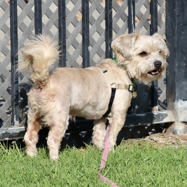 Enlarge Gabe, a Adoptable mixed breed in Dublin, CA image 6/6