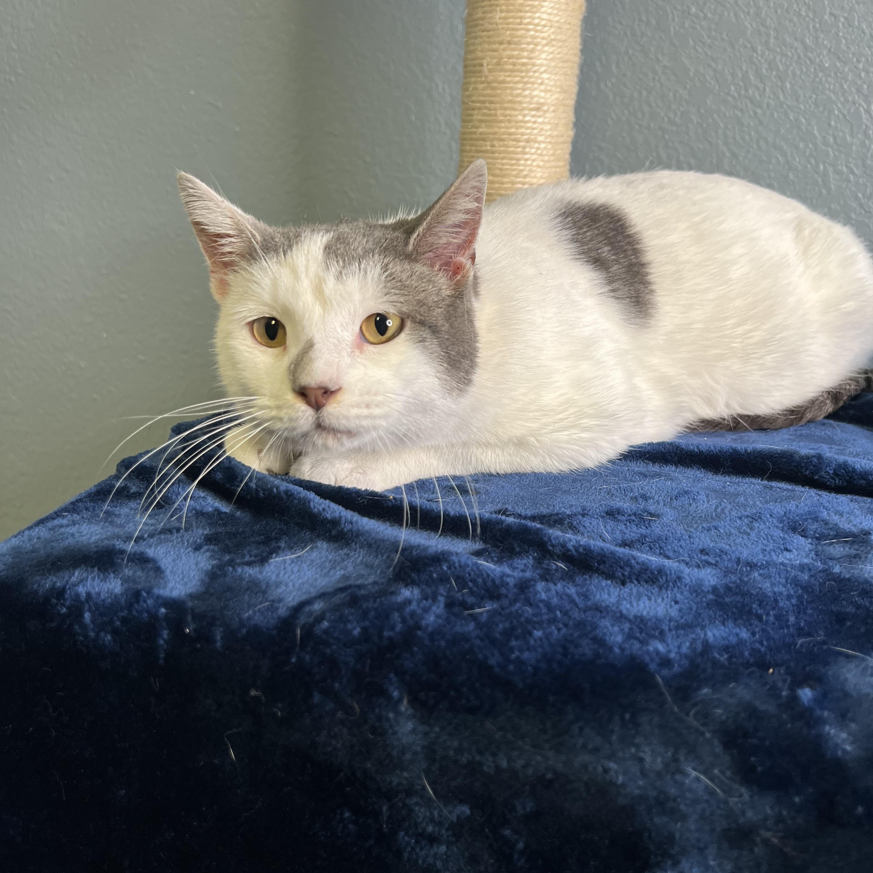 Journey, a Adoptable Domestic Short Hair in Newton, IL image 1/6