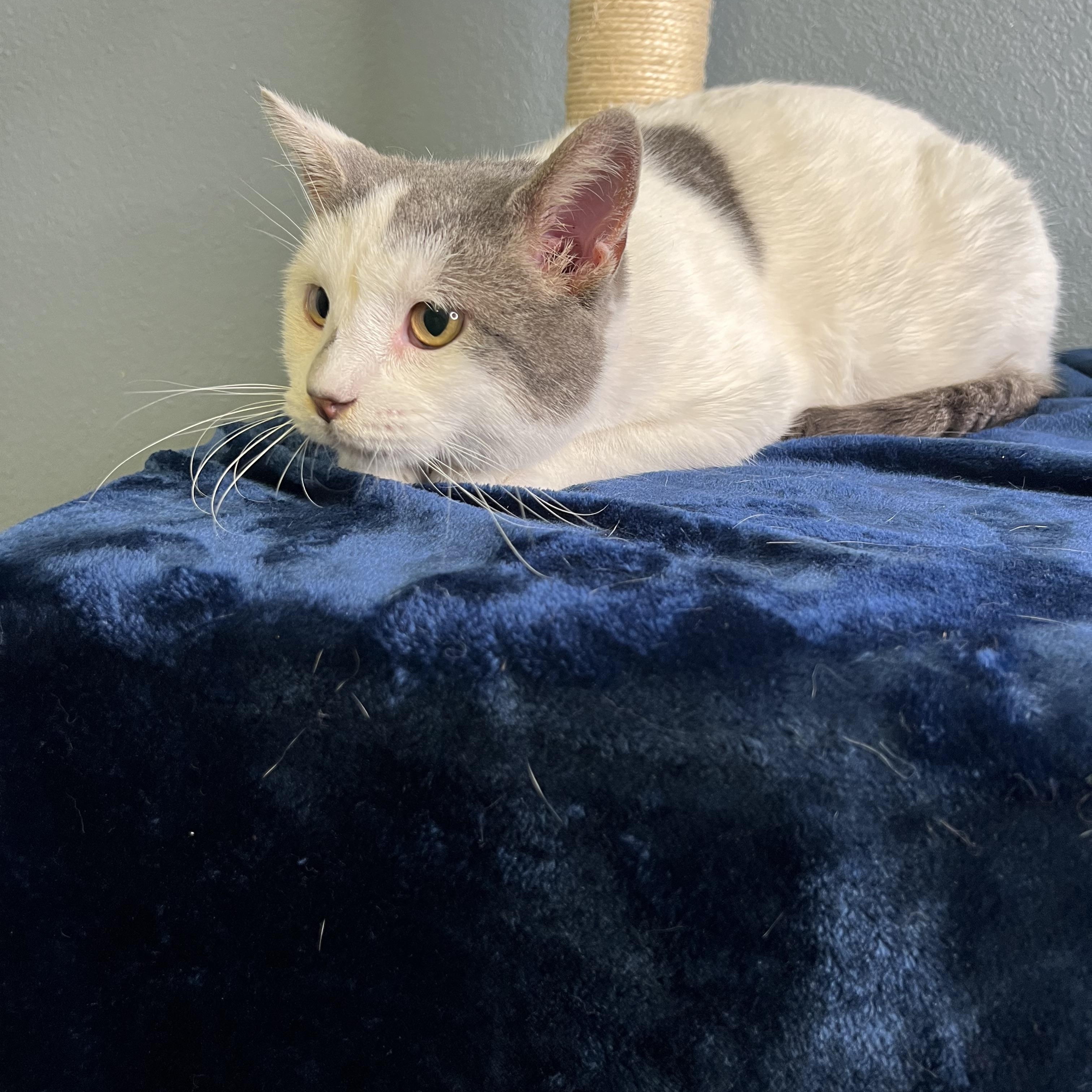 Journey, Adoptable, Adult Male Domestic Short Hair.