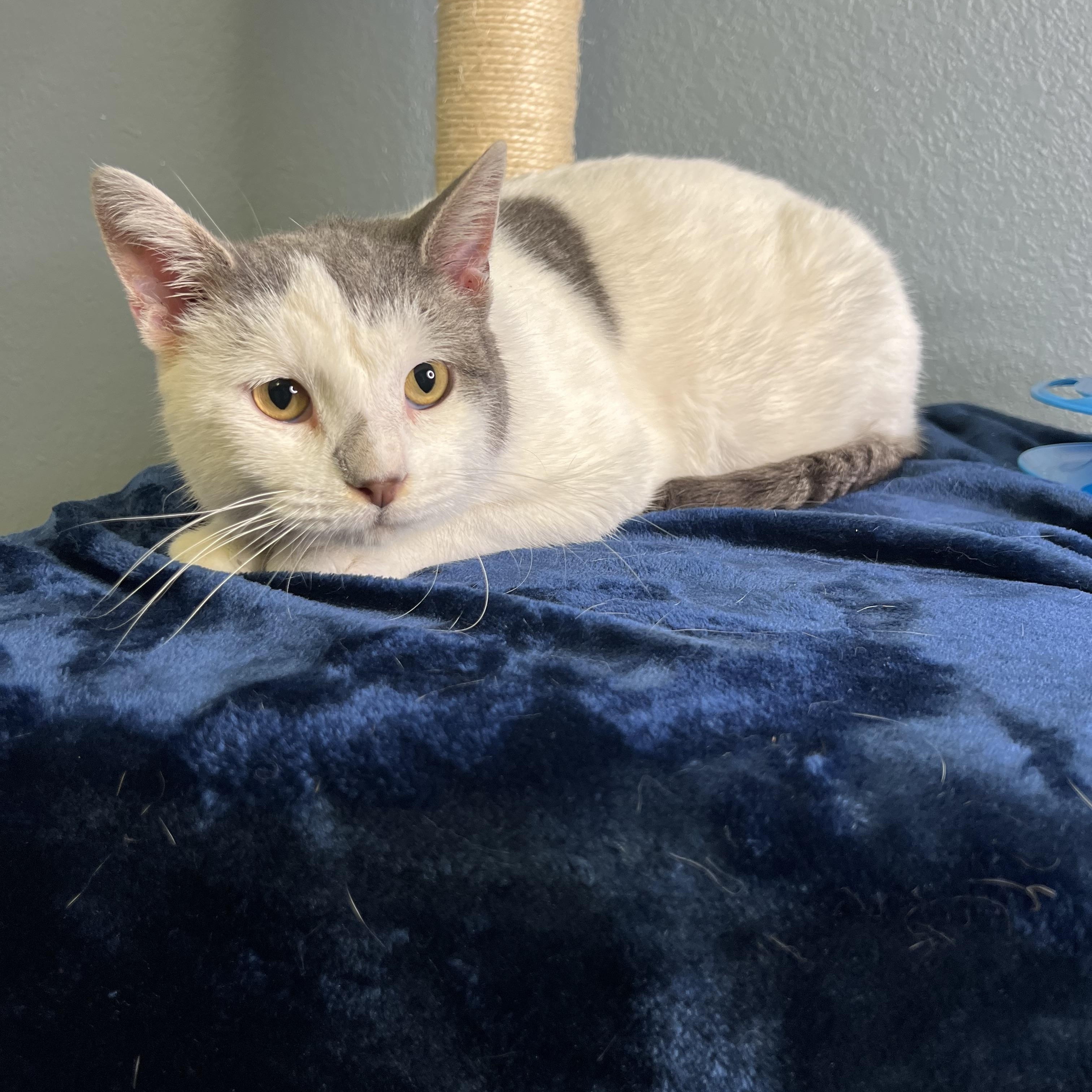 Journey, a Adoptable Domestic Short Hair in Newton, IL image 3/6