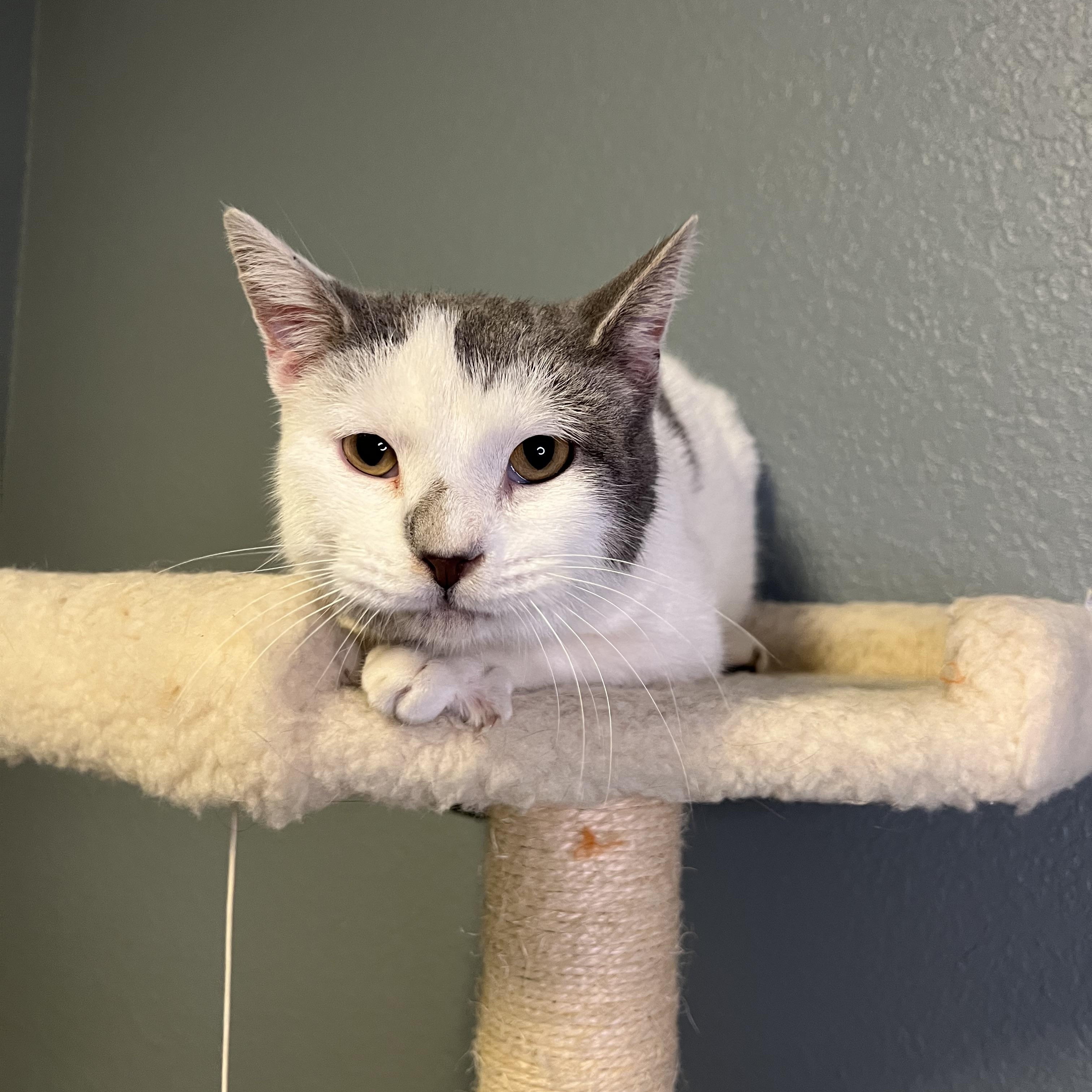 Journey, a Adoptable Domestic Short Hair in Newton, IL image 4/6