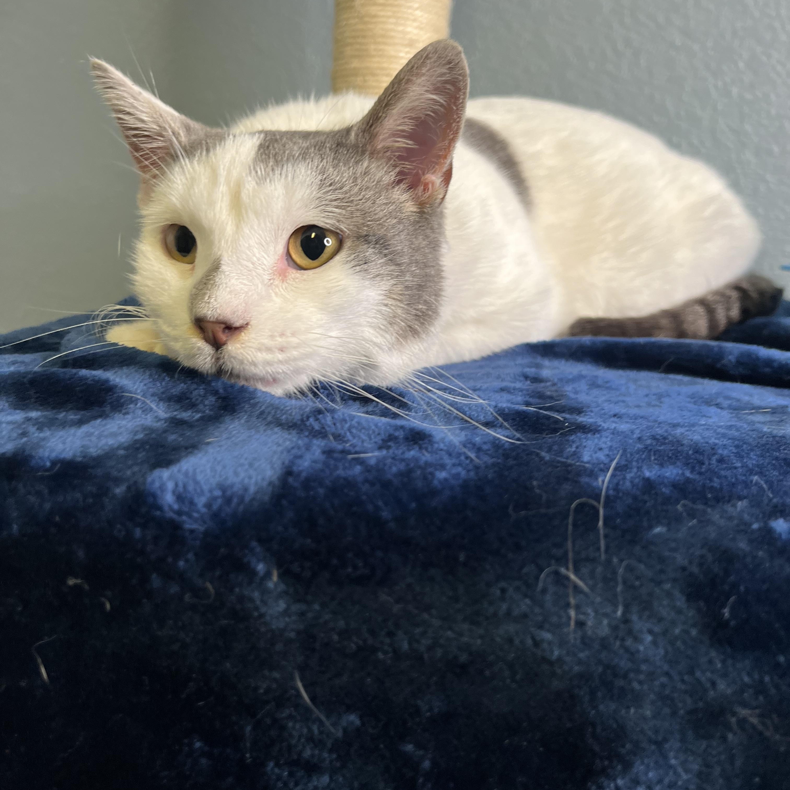 Journey, a Adoptable Domestic Short Hair in Newton, IL image 5/6