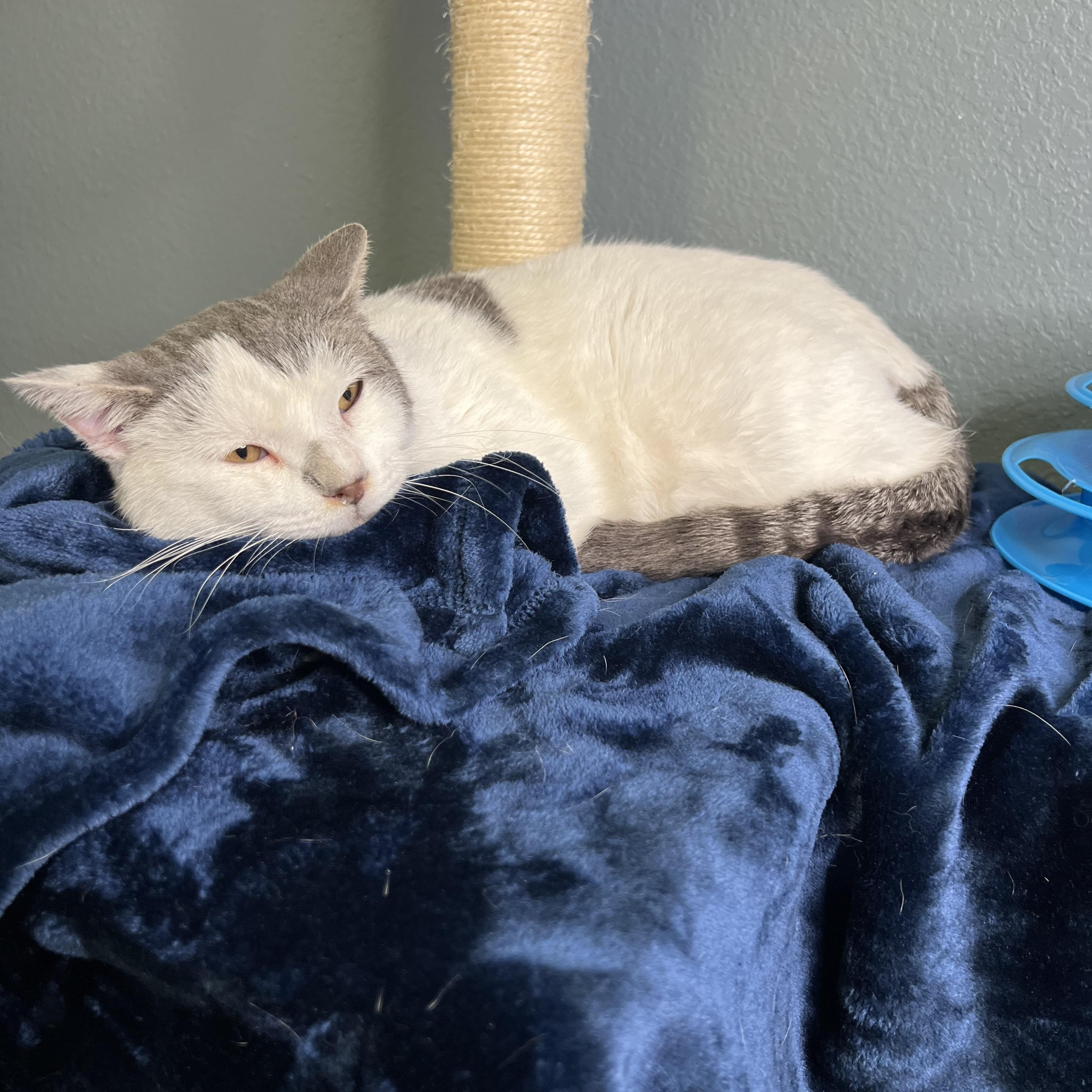 Journey, a Adoptable Domestic Short Hair in Newton, IL image 6/6