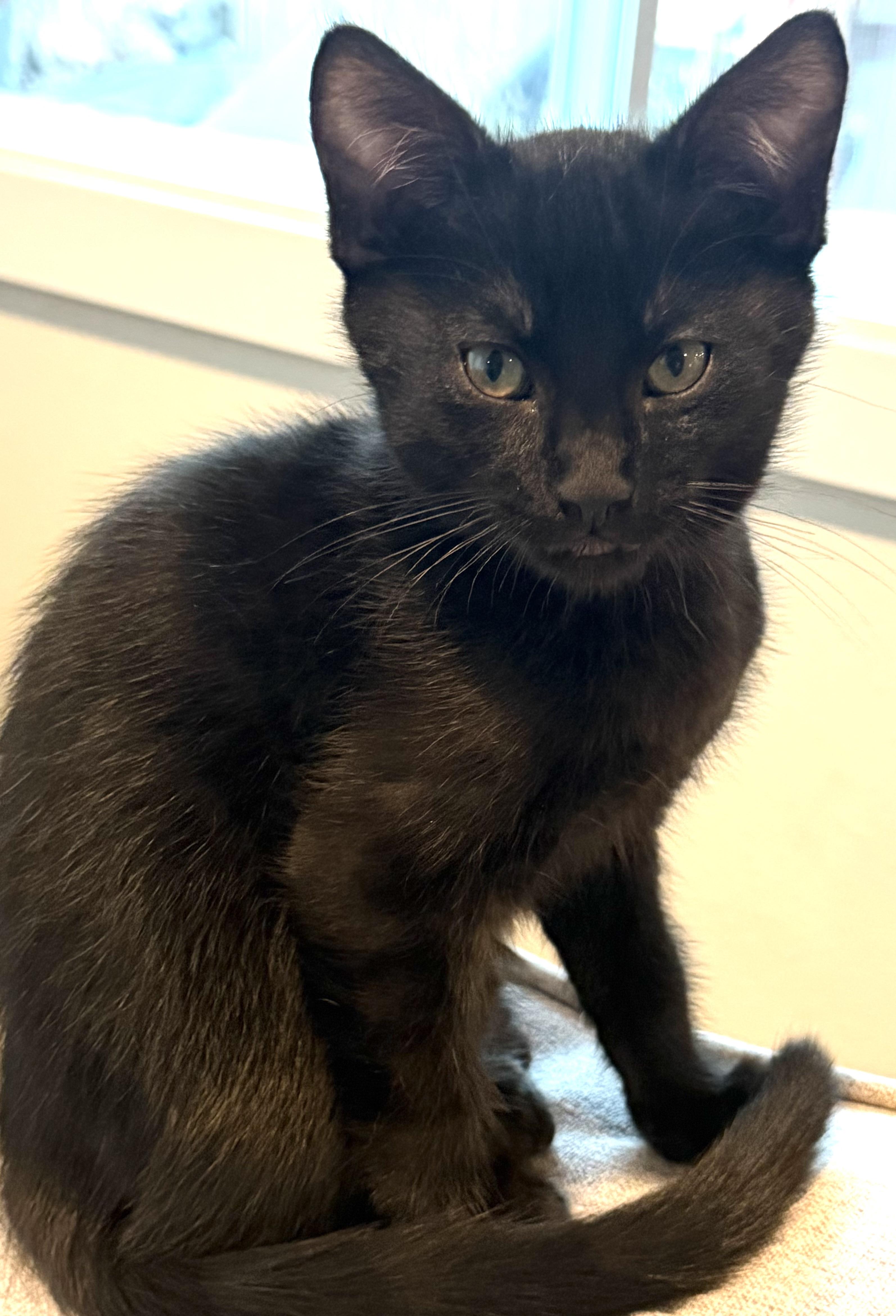 Rue, Adopted, Kitten Male Domestic Short Hair.