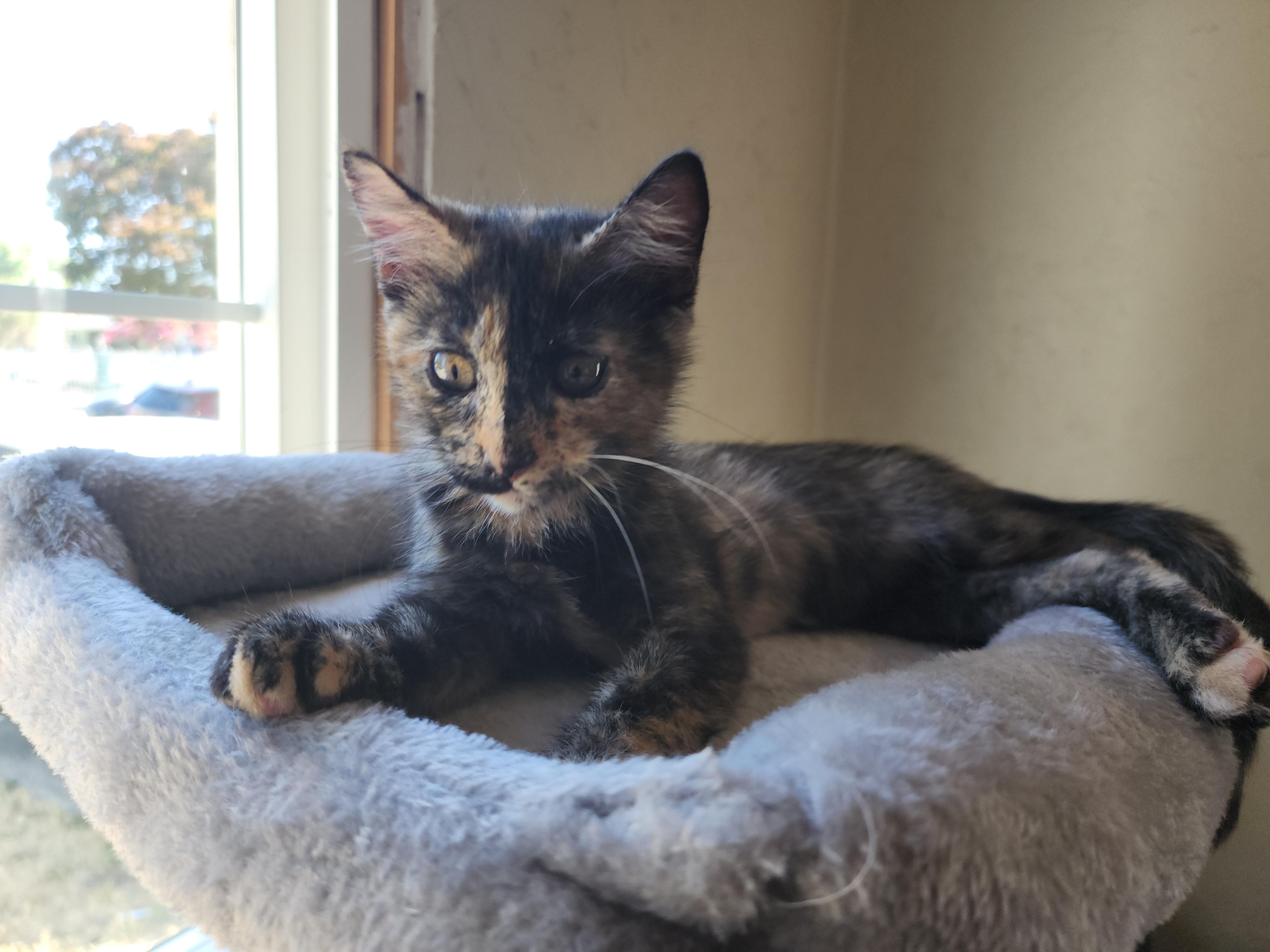 Fiona, a Adoptable mixed breed in Tracy, CA image 1/5