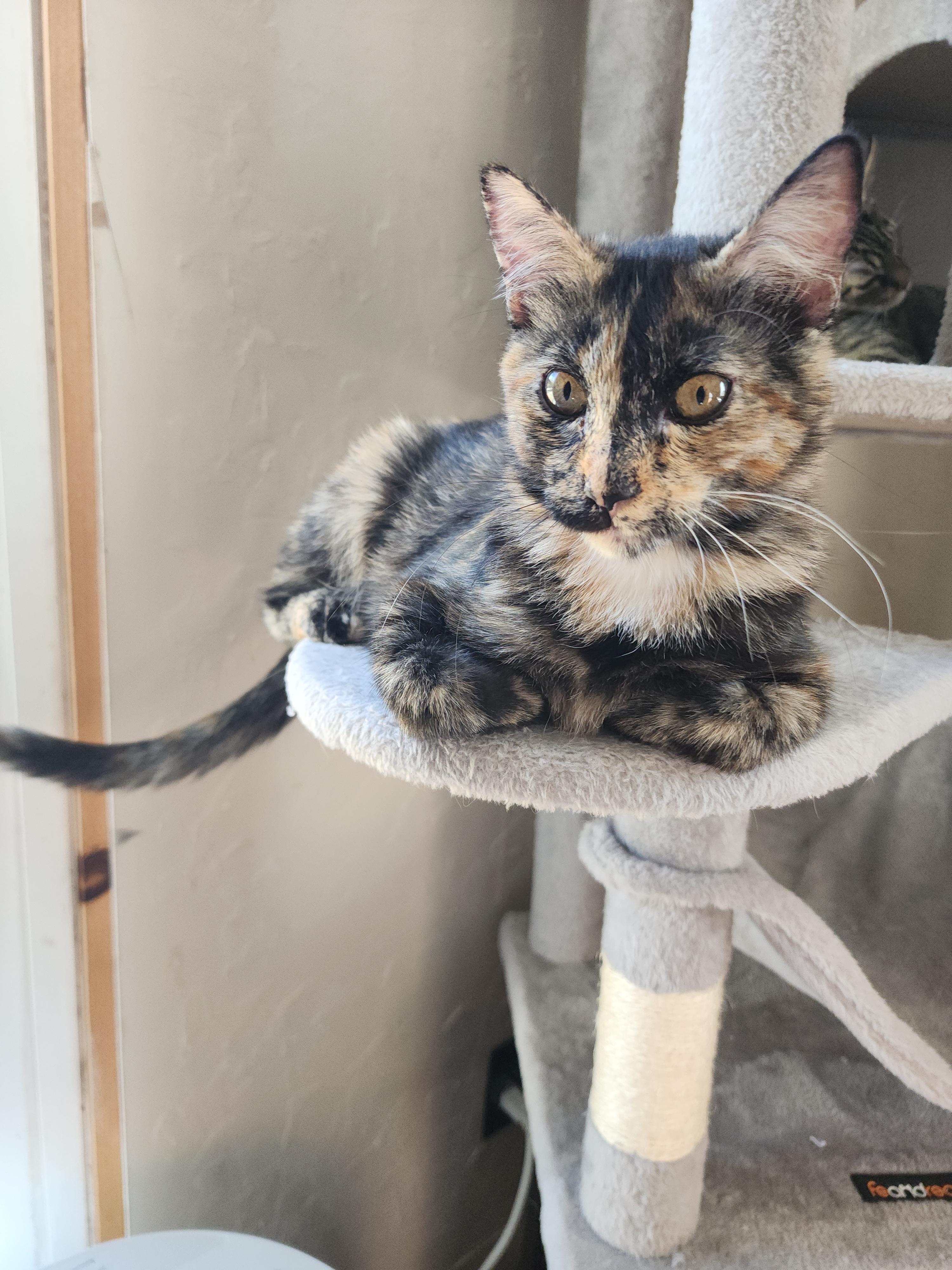 Fiona, a Adoptable mixed breed in Tracy, CA image 4/5