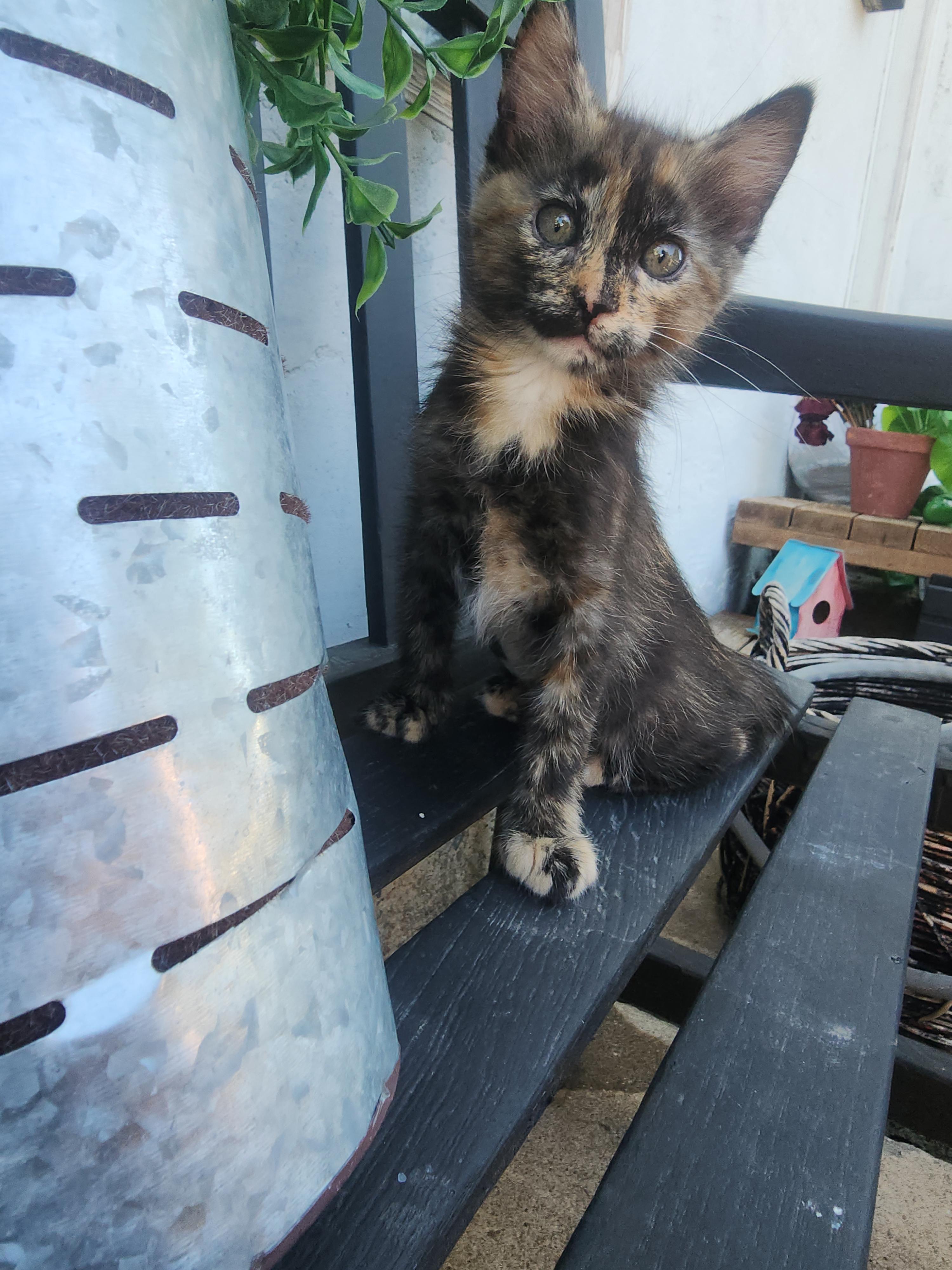 Fiona, a Adoptable mixed breed in Tracy, CA image 5/5