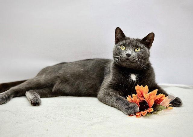Enlarge Shadow, a Adoptable Domestic Short Hair in Winton, NC image 1/3