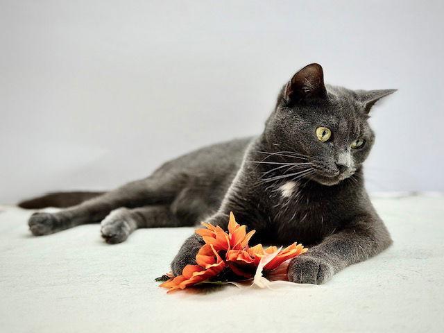 Enlarge Shadow, a Adoptable Domestic Short Hair in Winton, NC image 2/3