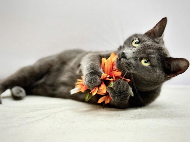 Enlarge Shadow, a Adoptable Domestic Short Hair in Winton, NC image 3/3