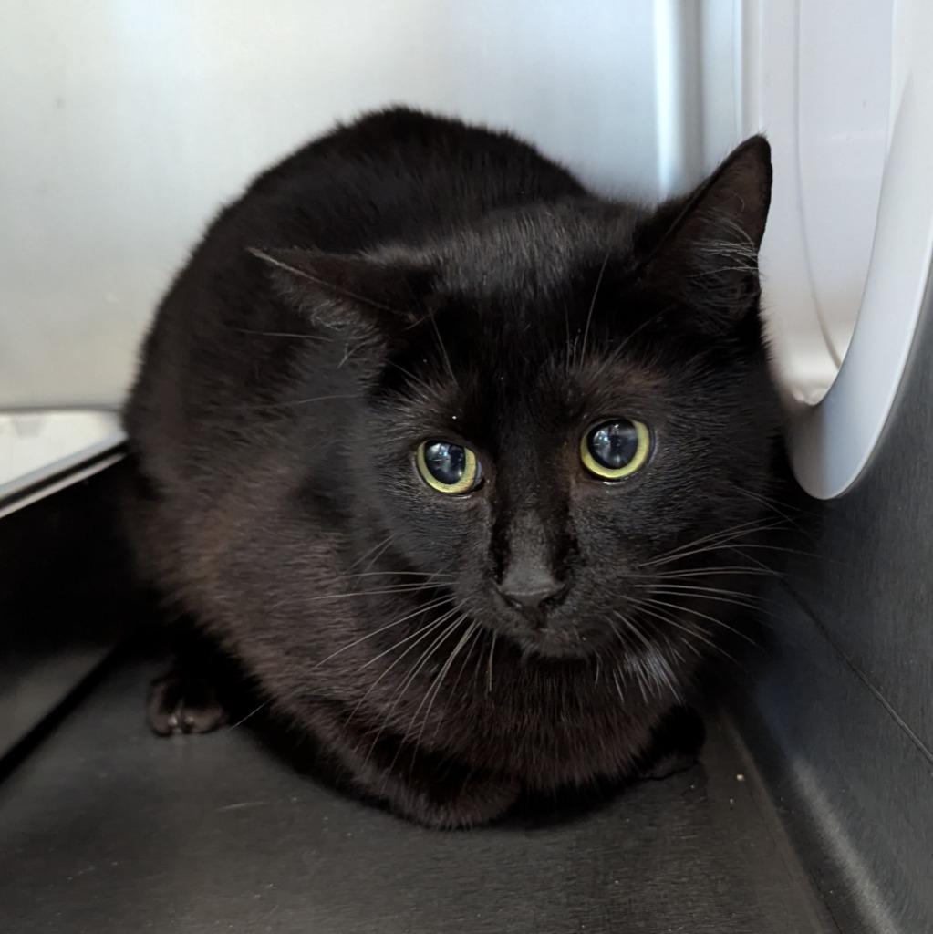 Panda, Adoptable, Young Female Domestic Short Hair.