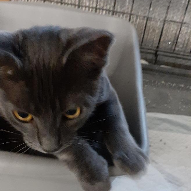 Enlarge Daniel, a Adoptable mixed breed in Richmond, VA image 2/2