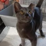 Daniel, Adoptable, Young Male Domestic Short Hair.