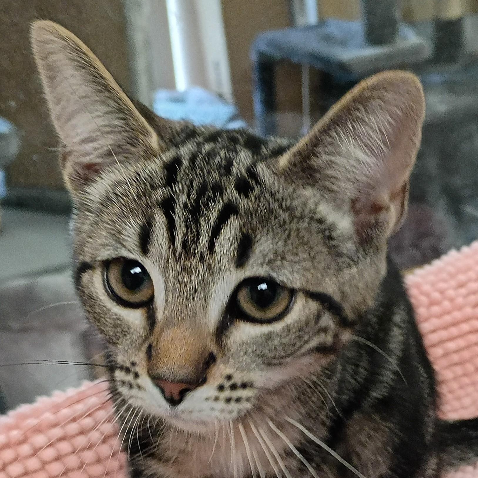 Enlarge Rue (with Jules), an adopted Domestic Short Hair in Norwalk, CT image 1/1