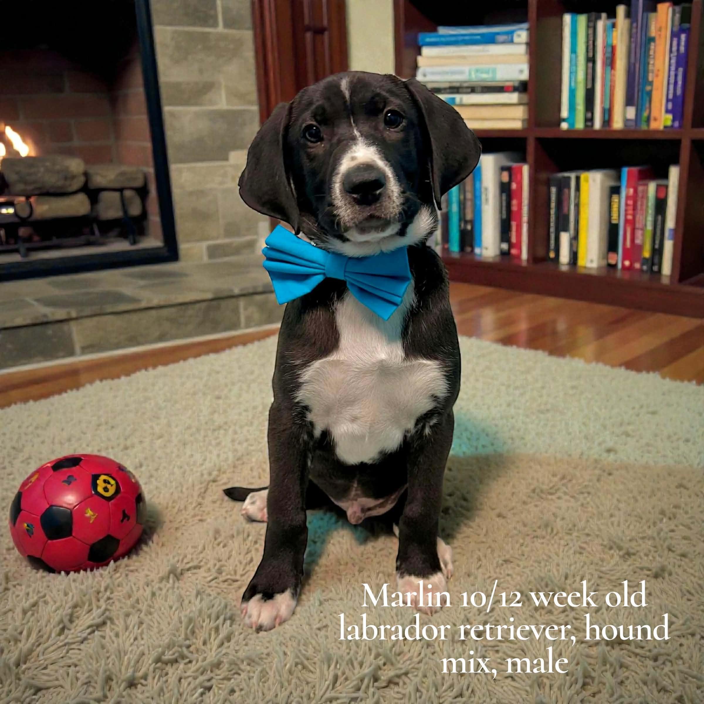 Marlin, a Adoptable mixed breed in Walker, LA image 1/2