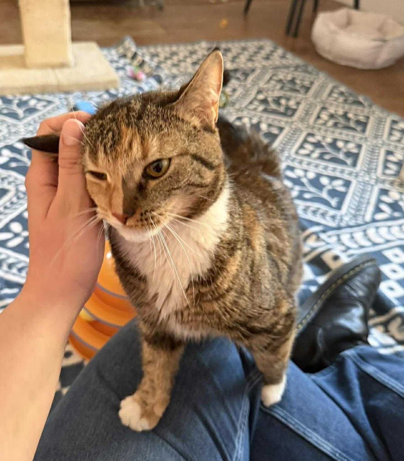 Enlarge Bonnie, a ADOPTABLE Domestic Short Hair in Roslindale, MA image 3/4