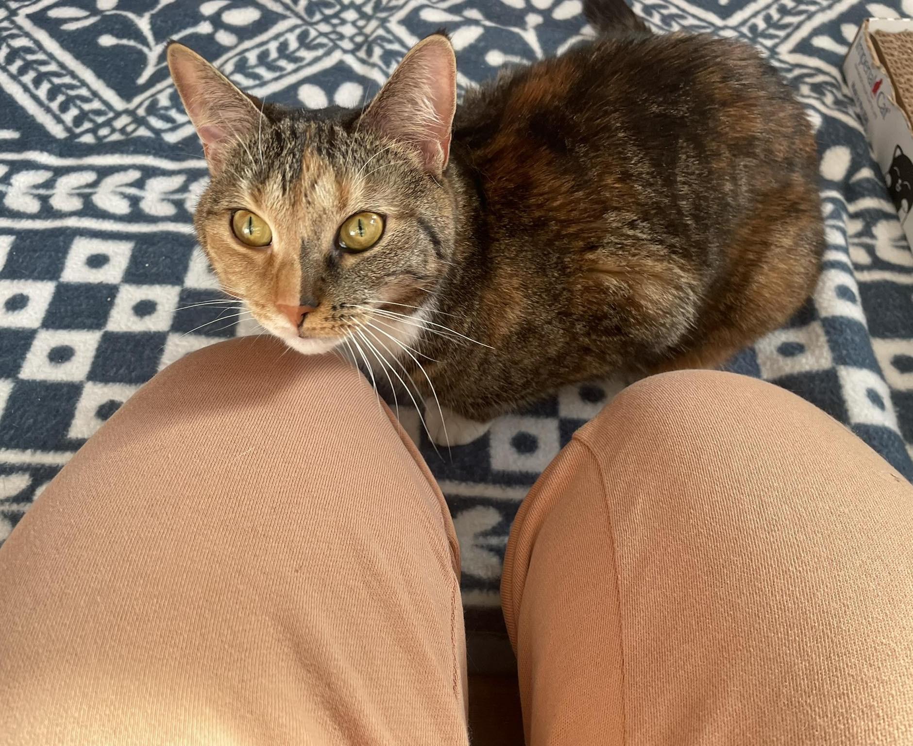 Bonnie, adopted, Adult Female Domestic Short Hair.