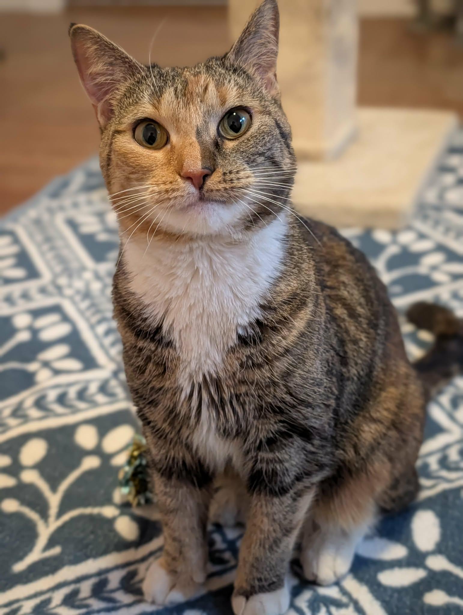 Enlarge Bonnie, a ADOPTABLE Domestic Short Hair in Roslindale, MA image 2/4