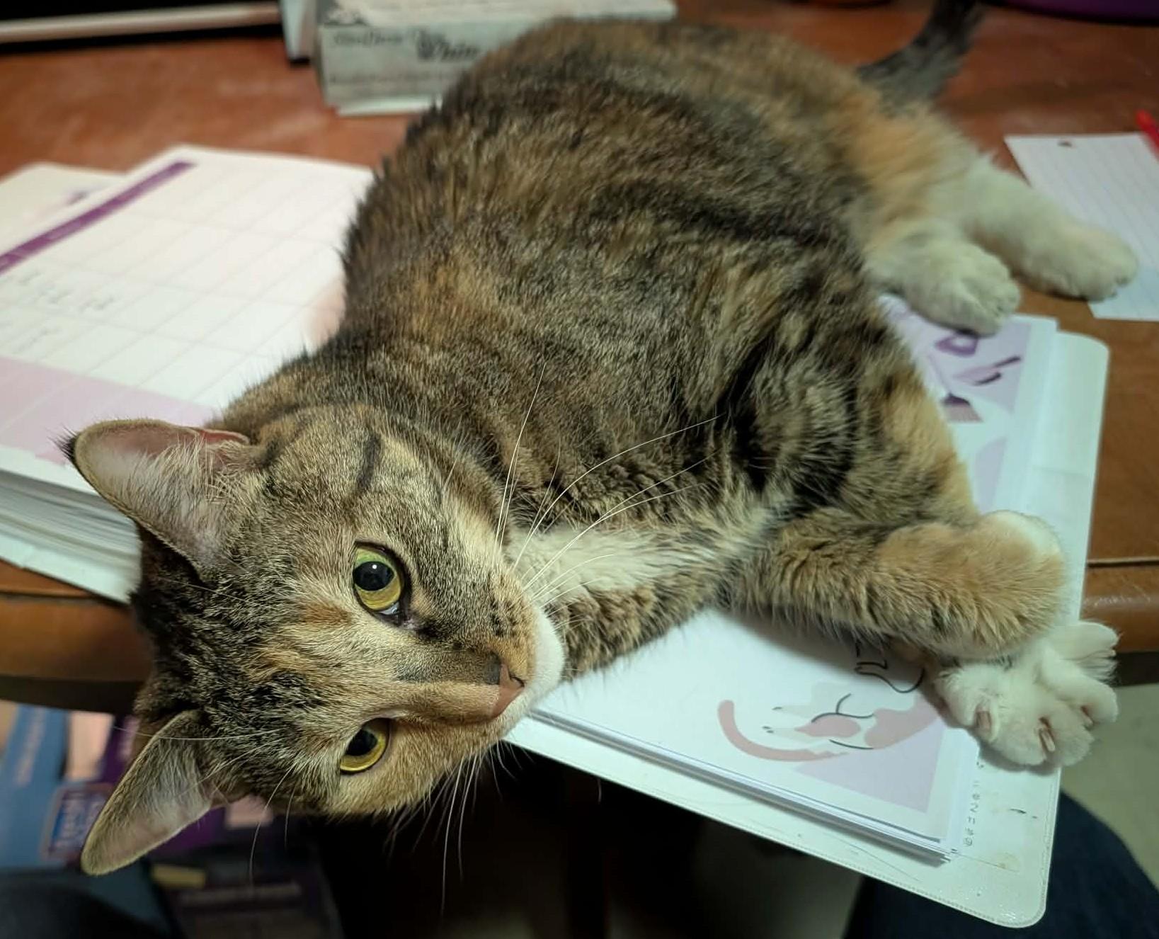 Enlarge Bonnie, a ADOPTABLE Domestic Short Hair in Roslindale, MA image 4/4