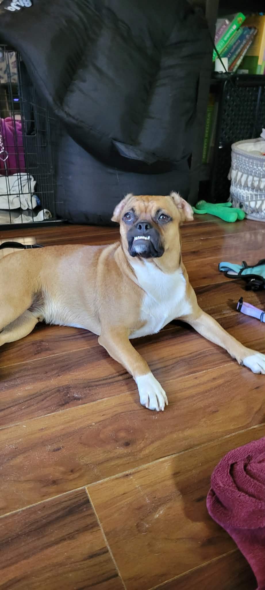 Enlarge Reese's Pieces, an adoptable mixed breed in Winlock, WA image 1/2