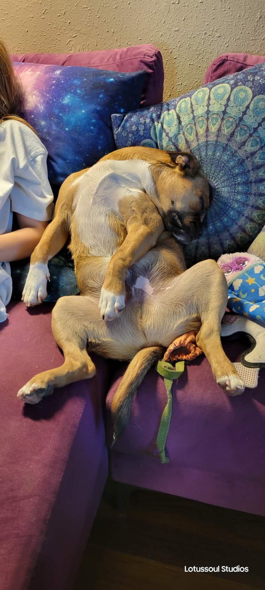 Enlarge Reese's Pieces, an adoptable mixed breed in Winlock, WA image 2/2