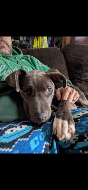 Enlarge Vivacious Valora, a Adoptable mixed breed in Randolph, MA image 2/4