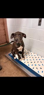Enlarge Vivacious Valora, a Adoptable mixed breed in Randolph, MA image 3/4