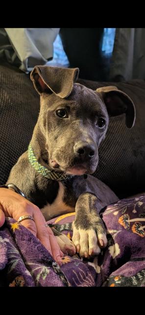 Enlarge Vivacious Valora, a Adoptable mixed breed in Randolph, MA image 1/4