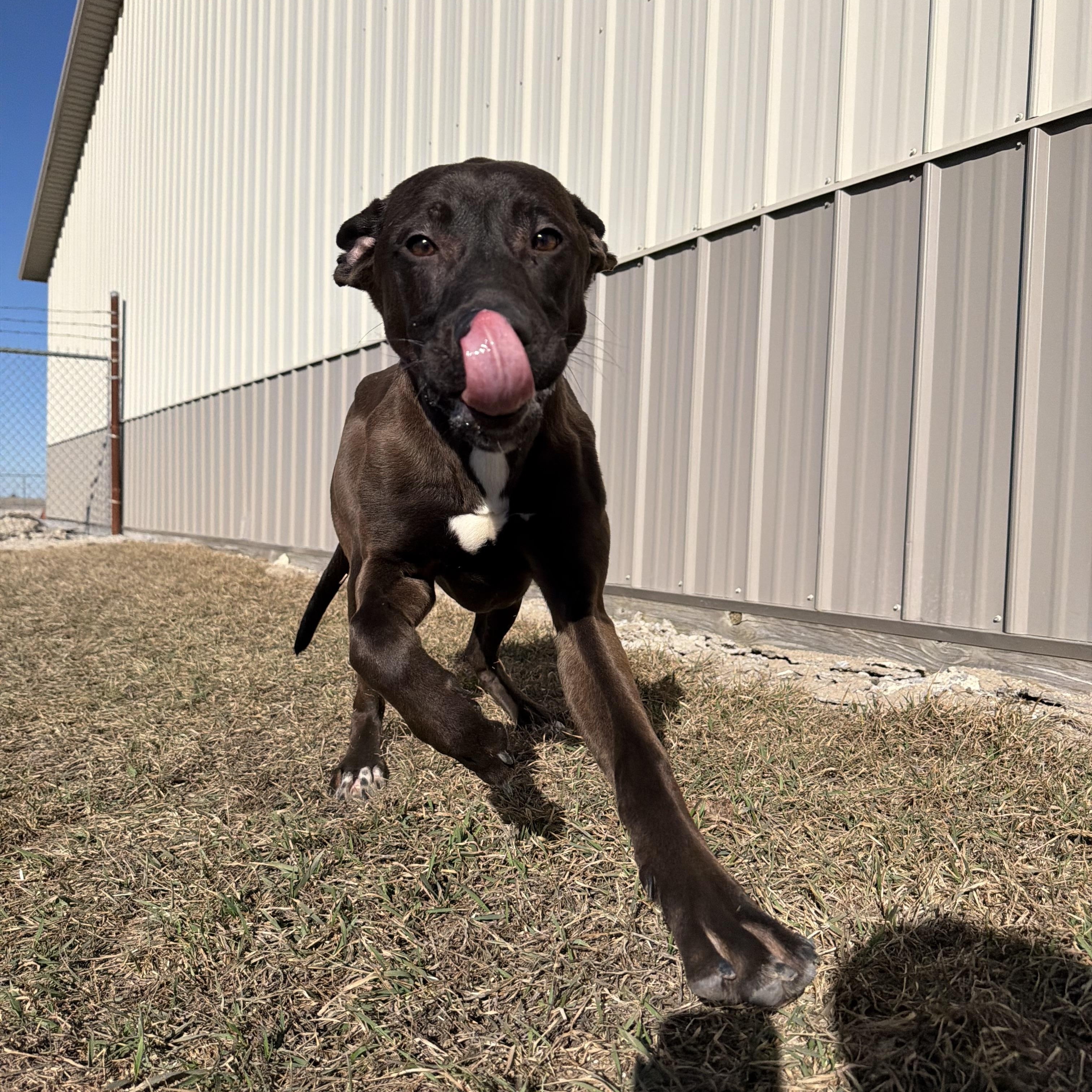 Enlarge Kenneth , a ADOPTABLE mixed breed in Clinton, IL image 4/4