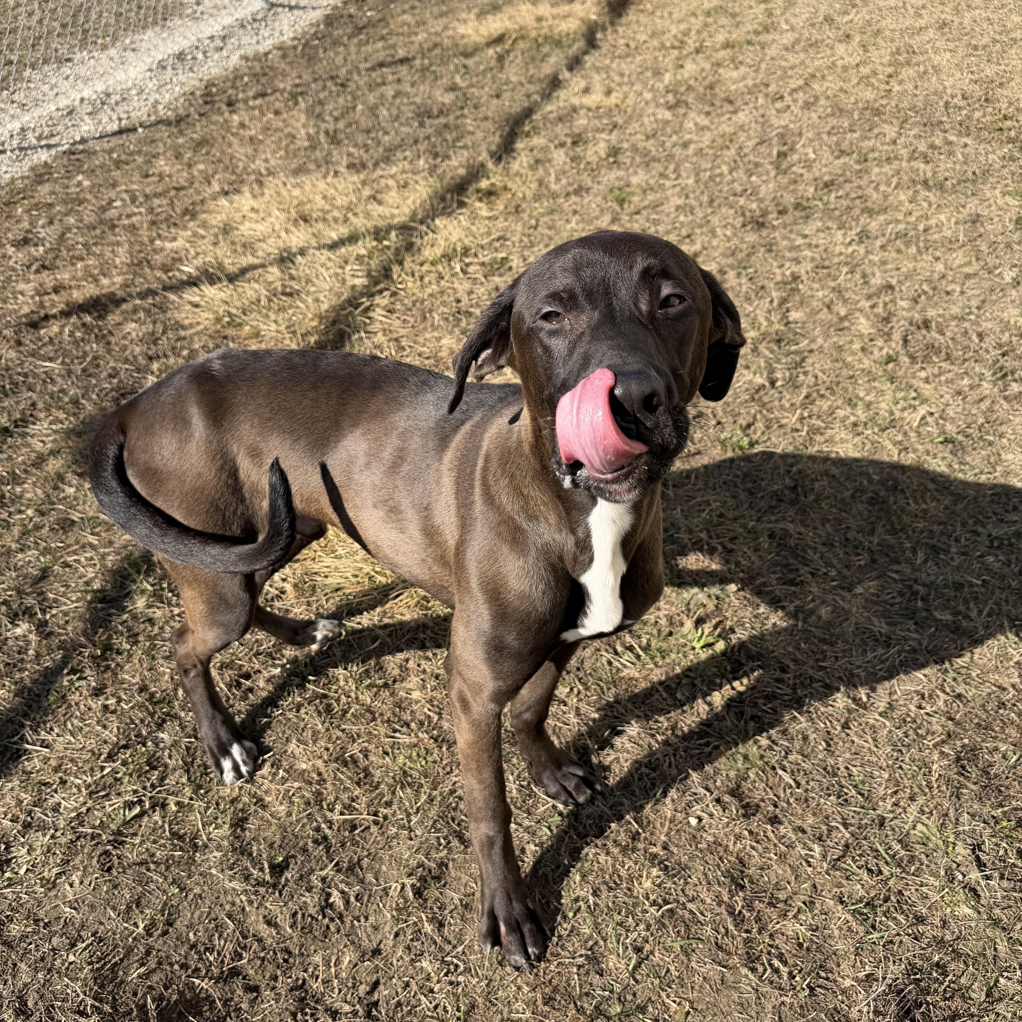Enlarge Kenneth , a ADOPTABLE mixed breed in Clinton, IL image 3/4