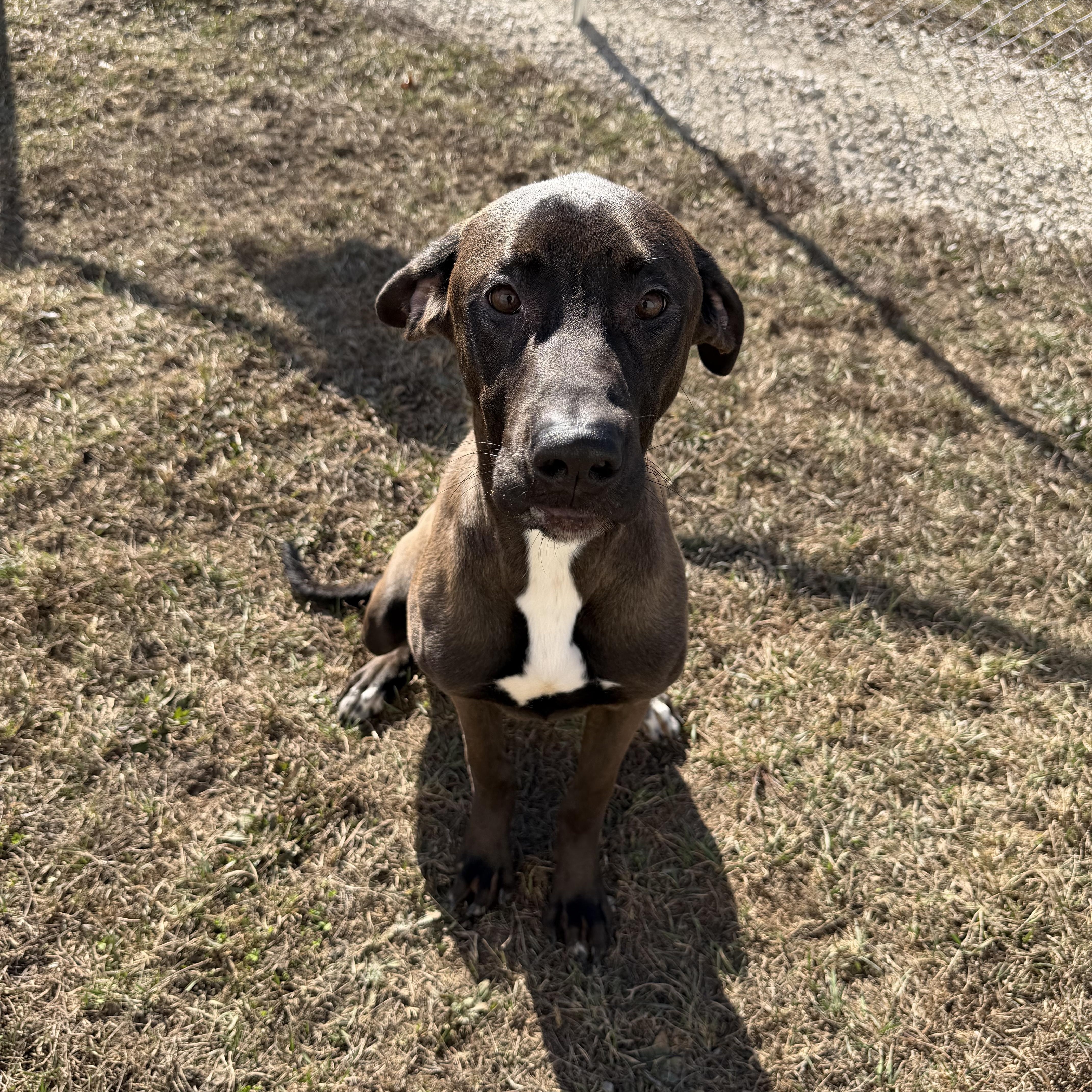 Enlarge Kenneth , a ADOPTABLE mixed breed in Clinton, IL image 1/4