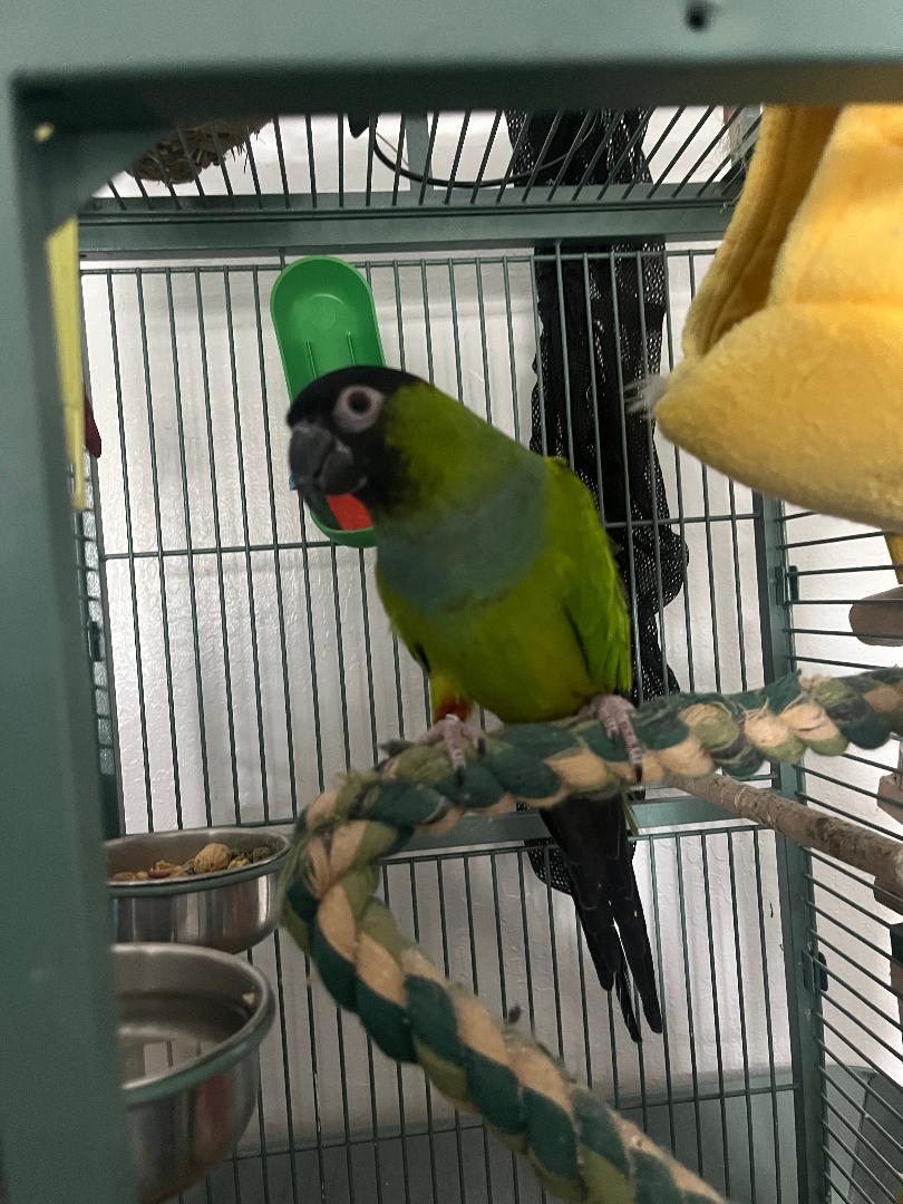 Enlarge Forest (Anchorage), a Adopted Conure in Anchorage, AK image 1/2