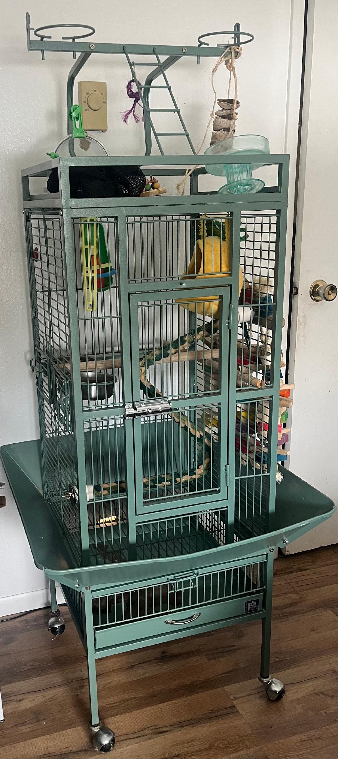 Enlarge Forest (Anchorage), a Adopted Conure in Anchorage, AK image 2/2