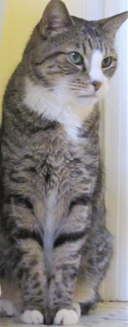 Kara, a Adoptable Domestic Short Hair in Lansdowne, PA image 1/6