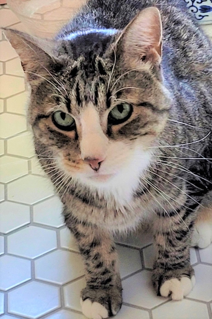 Kara, a Adoptable Domestic Short Hair in Lansdowne, PA image 3/6