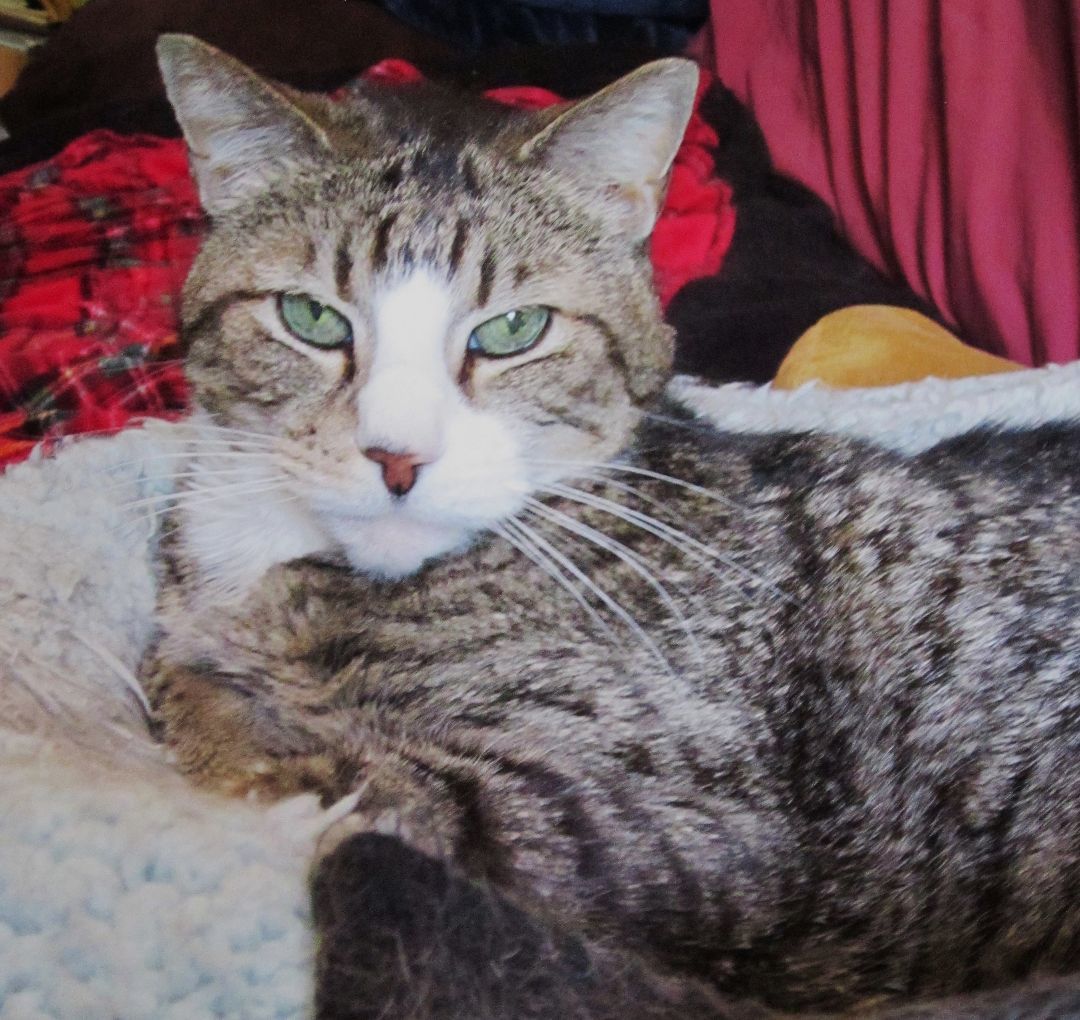 Kara, Senior Female Domestic Short Hair