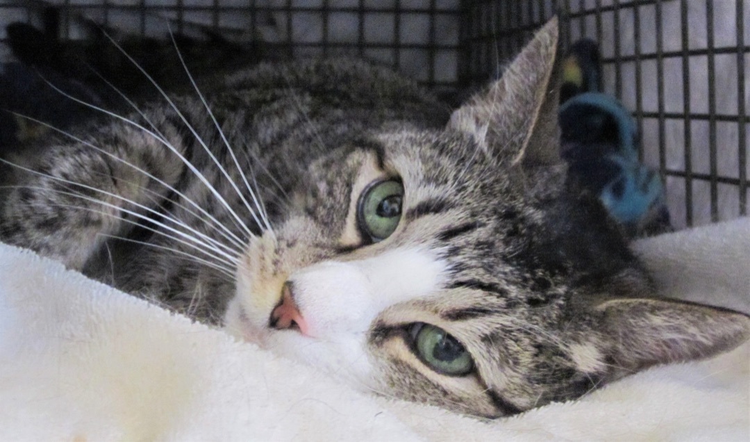 Kara, a Adoptable Domestic Short Hair in Lansdowne, PA image 5/6