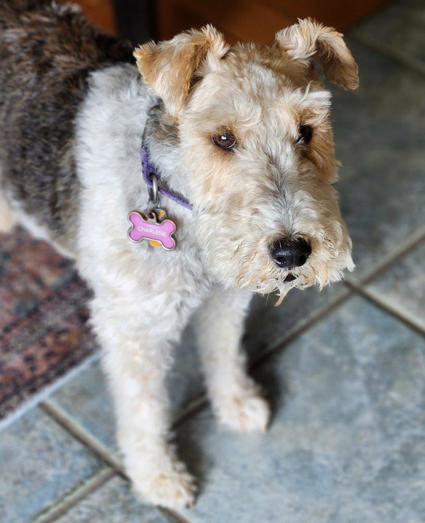 Enlarge CHARLENE, a Adopted Wire Fox Terrier in Dumont, IA image 2/5