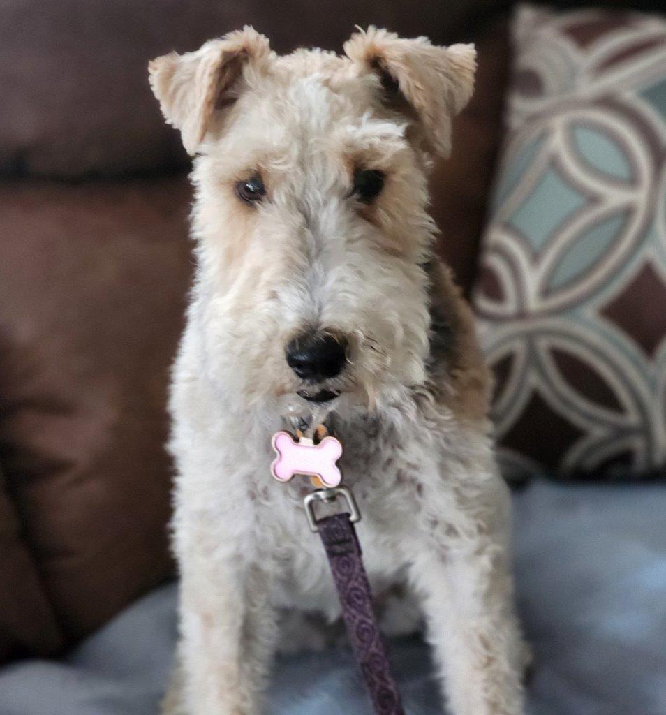 Enlarge CHARLENE, a Adopted Wire Fox Terrier in Dumont, IA image 1/5
