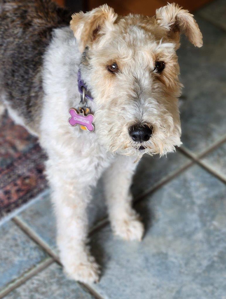 Enlarge CHARLENE, a Adopted Wire Fox Terrier in Dumont, IA image 3/5