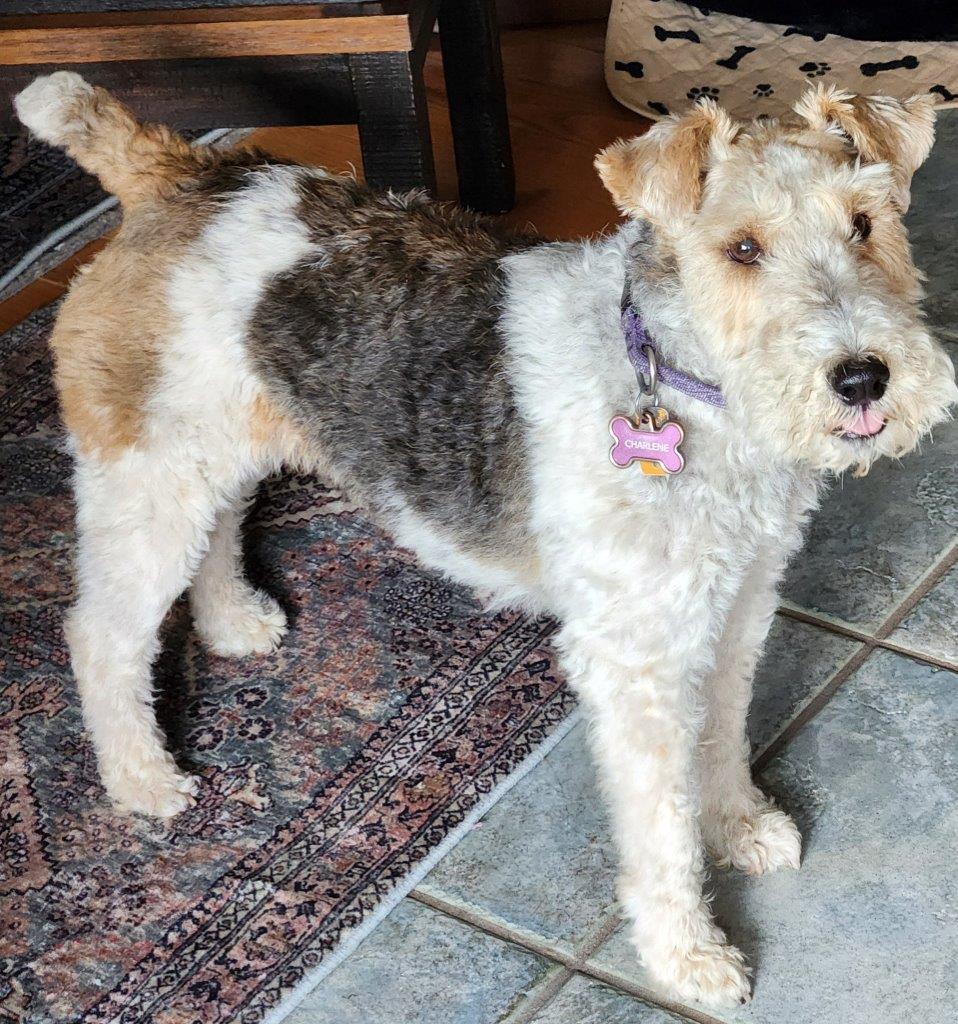 Enlarge CHARLENE, a Adopted Wire Fox Terrier in Dumont, IA image 4/5