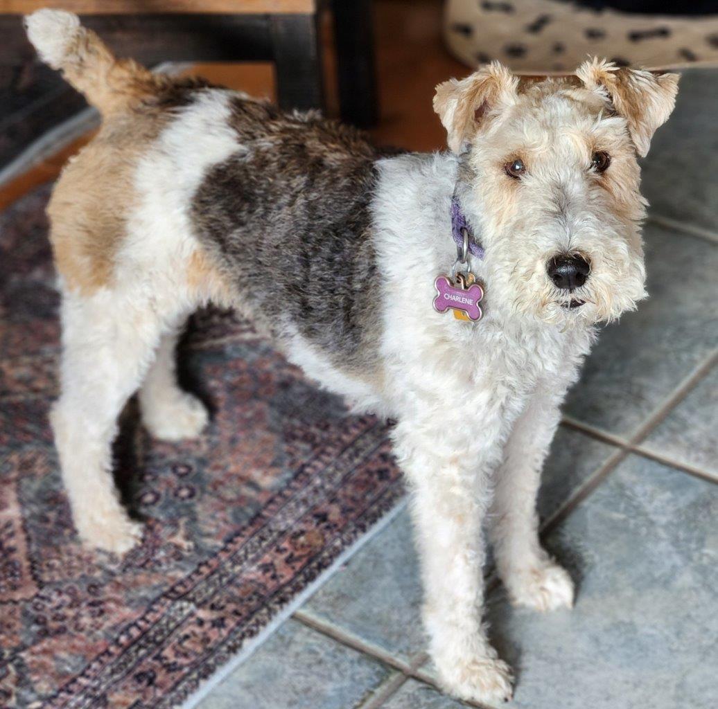 Enlarge CHARLENE, a Adopted Wire Fox Terrier in Dumont, IA image 5/5