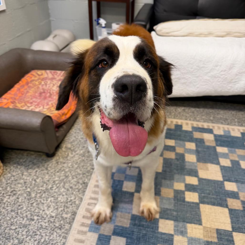 Enlarge Jersey Lane, a Adoptable mixed breed in Falls Church, VA image 1/6