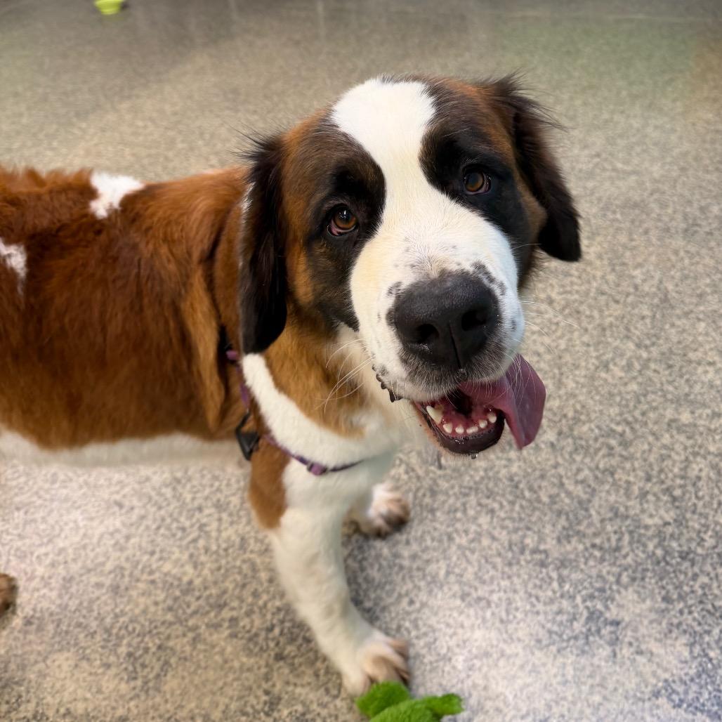 Enlarge Jersey Lane, a Adoptable mixed breed in Falls Church, VA image 2/6