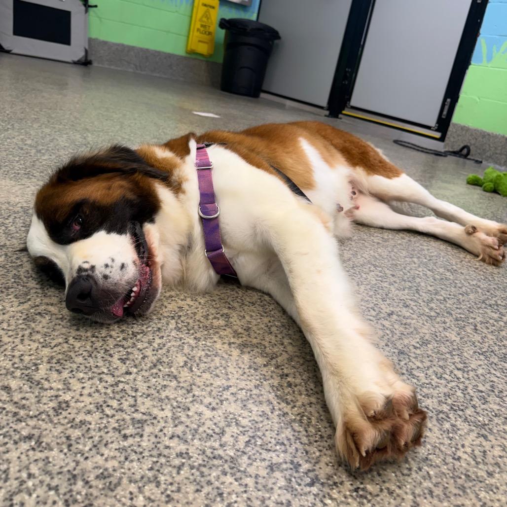 Enlarge Jersey Lane, a Adoptable mixed breed in Falls Church, VA image 3/6