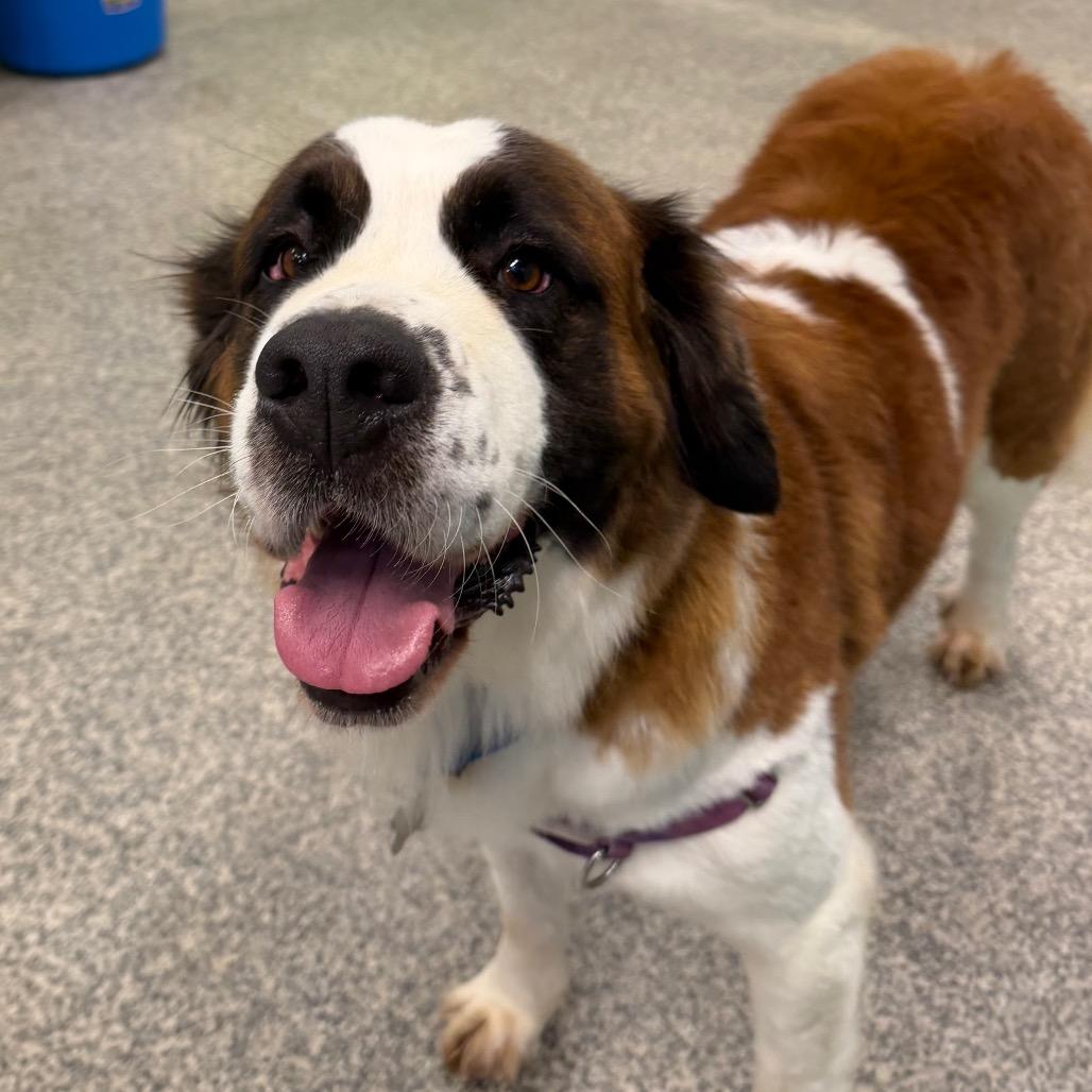 Enlarge Jersey Lane, a Adoptable mixed breed in Falls Church, VA image 4/6