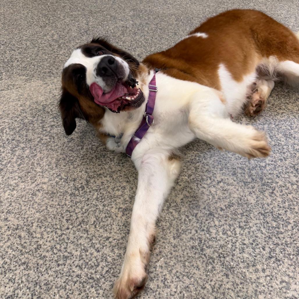 Enlarge Jersey Lane, a Adoptable mixed breed in Falls Church, VA image 5/6