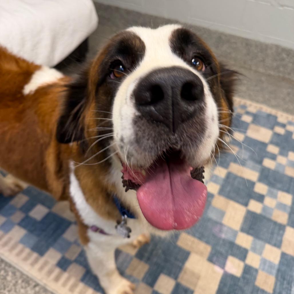 Enlarge Jersey Lane, a Adoptable mixed breed in Falls Church, VA image 6/6