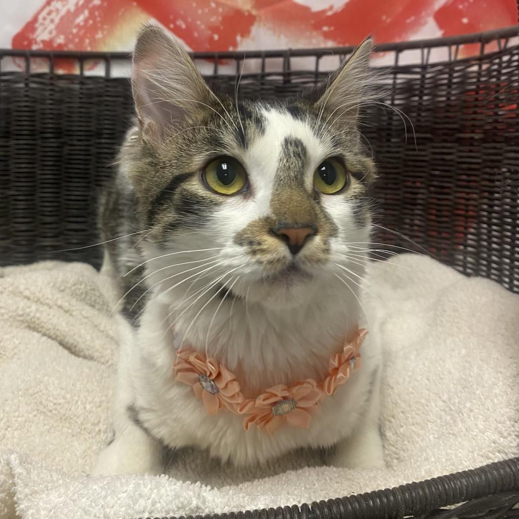 Jennifer Catiston, Adoptable, Young Female Domestic Short Hair.